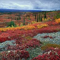 De toendra in zijn herfstkleuren, Denali NP, Alaska, USA
<BR><BR>Zie ook www.arterra.be</P>